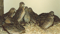 Japanese laying quail