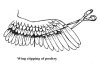 Where to clip a chicken wing