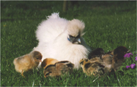 Silkie hen with other breed chicks