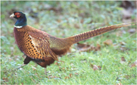 Game Pheasant