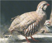 Redleg Partridge