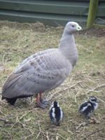 Cereopsis goose with her two goslings