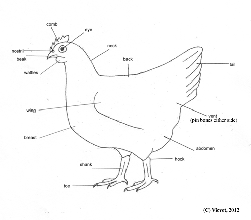 Части куры названия. Внешнее строение курицы. Анатомия строения курицы. Внешнее строение курицы в картинках. Анатомия курицы несушки.