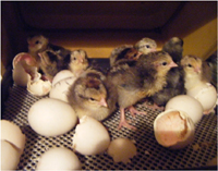 Chicks in a hatcher