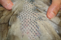 A moulting hen with the new, known as pin, feathers coming through